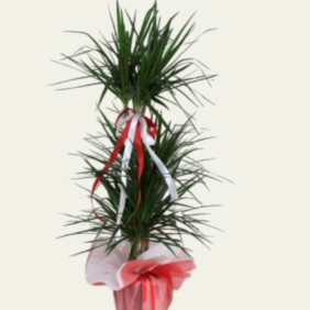  İskenderun Çiçek 3lü Dracena Marginata