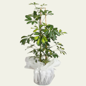  İskenderun Çiçekçiler Şeflera ( Schefflera) Saksı Çiçeği